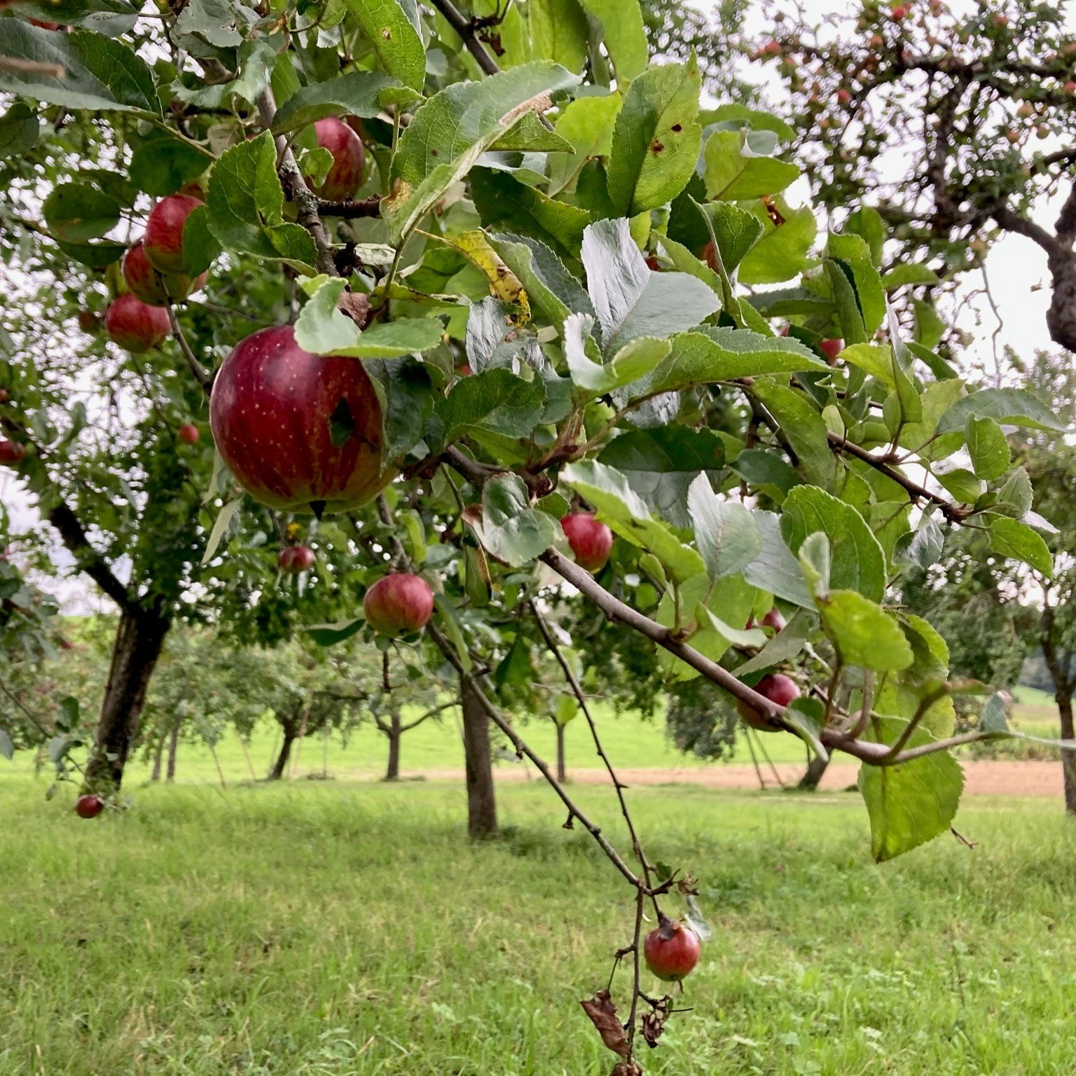 Ciderwerkstatt Böhm Streuobstwiese bei Mulfingen